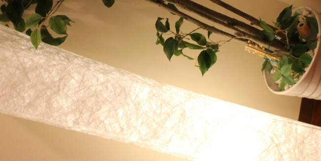 観葉植物の写真